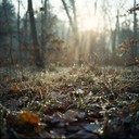 sublime dawn with ethereal and calming forest sounds