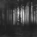 chilling whispers echo through a finnish forest scene