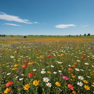 charming melody evokes bright spring mornings