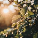 gentle tones for a fresh morning.