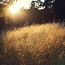 gentle melodies capturing sunshine and happiness on a walk