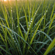 soft guitar notes evoke morning's stillness