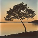 a peaceful classical instrumental capturing the calmness of dawn