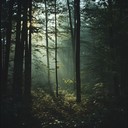 soft guitar melodies within dark forest ambiance for introspection