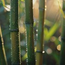 enjoy tranquil bamboo sounds and gentle melodic flow