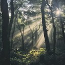 haunting melodies under tranquil, ethereal canopy of trees