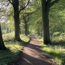 soothing sounds echoing through calm forests