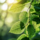 solo guitar mimics nature's morning sounds.