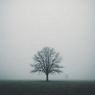 minimal soundscapes, delicate and introspective