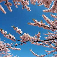 gentle melodies under tokyo's spring sky