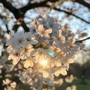 j pop tunes bring warmth under cherry blossom trees