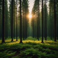 a soft harp melody surrounded by nature's whispers