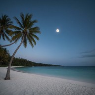 reflective melody on a tropical night