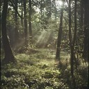 orchestral piece leading through serene, introspective forest journey