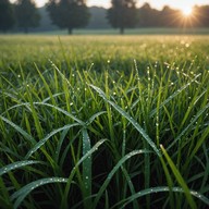 gentle tunes heralding the new day's joy