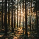 calming tune inspired by reflections within whispering forests