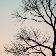 skeletal trees reaching for gray skies