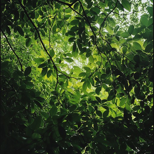 In this composition, the delicate rustling of leaves evoked by the wind creates a melodic symphony of natural sounds, calibrating both the serenity and the spontaneous, unpredictable dynamics of a breeze through an age old forest. The track aims to simulate the restorative aura of a quiet, undisturbed woodland, enveloped in the subtle movements of air through foliage.