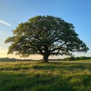 a calming tune carrying whispers from lands of old.