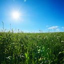 uplifting tune with a summer meadow essence.