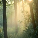 a soothing ambient journey through tranquil, light filled forests.