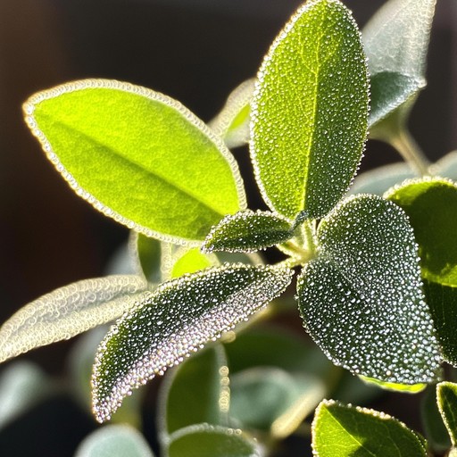 This alternative description emphasizes the fresh, hopeful start of a day, symbolized by spring's lushness and the gentle yet invigorating power of morning melodies crafted on the piano.