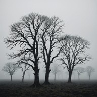 sinister rhythms among silent trees